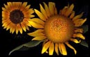 photograph of sunflowers